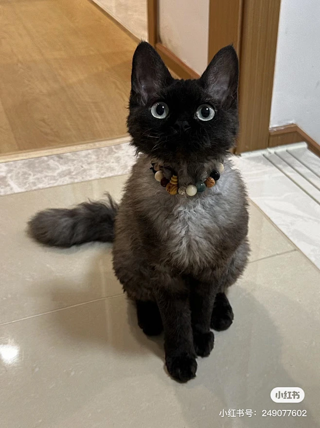 德文卷毛猫-花瓣网