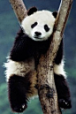 动物 可爱 大熊猫 壁纸