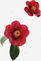 山茶花8