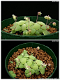 【图】一种特别的青锁龙属植物-银富鳞 Crassula n…_来自外面的世界..._314057903@qq.com的收集_我喜欢网