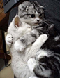  猫猫 萌物/baby  抱着你，不怕不怕~~~