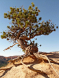 This picture is in Public Domain. tree, root, tree root, pine, dry, drought