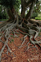 Banyan Tree And Roots In Sarasota Florida Photograph  - Banyan Tree And Roots In Sarasota Florida Fine Art Print