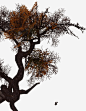 红叶树树干高清素材 树干 红叶 免抠png 设计图片 免费下载