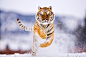 Siberian Tiger 2 by catman-suha