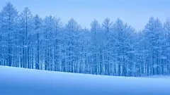 树 林海雪原 雪景图 唯美冬天风景桌面壁纸