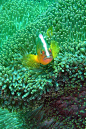 Anemone fish pemuteran bay