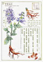 中草药插画｜本草纲目｜植物插画 - 小红书
