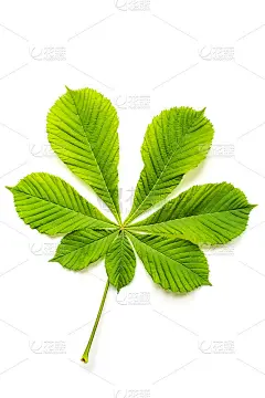 板栗树的叶具脉纹和茎在白色上