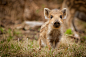 Photograph Frischling ● Wild Boar Piglet by Andreas Geisen on 500px