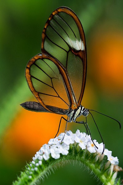 Glasswinged Butterfl...