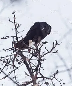 大乌鸦,白色,哈萨克斯坦,垂直画幅,图像,印度野生动物园,枝,羽量级选手,鸟类,无人