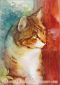 德国画家 Aurora Wienhold 水彩画--猫