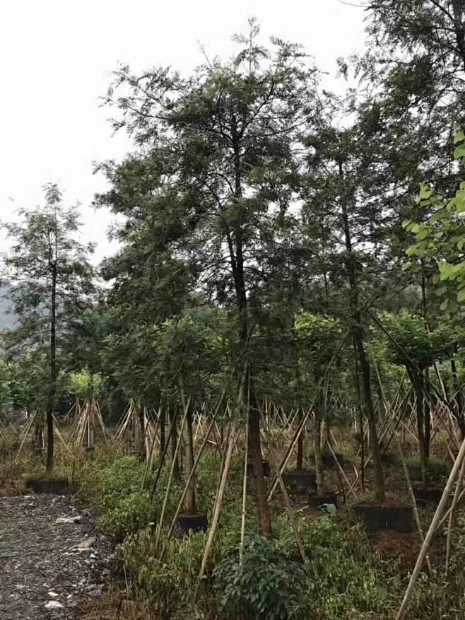 常绿树——红花银桦