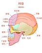 教材插画｜系统解剖学图谱重绘4 颅骨