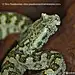 Protobothrops sieversorum (ZIEGLER, HERRMANN, DAVID, ORLOV &amp; PAUWELS, 2000)三棘原矛头蝮