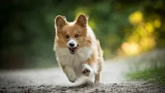 威尔士柯基犬图片高清电脑桌面壁纸