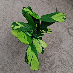造园小花匠采集到F花间集
