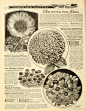 20世纪的植物花卉杂志，排版可以作为板报和手账的参考。 ​​​​