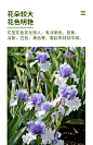 德国鸢尾盆栽荷兰进口鸢尾花多年生花卉阳台盆栽春季植物大花-tmall.com天猫
