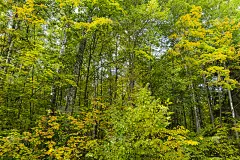 9月美丽的秋天森林，可用于背景，卡片，壁纸的PC和智能手机