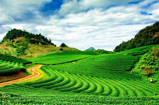 《春满茶山》