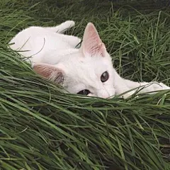 猫咪头像 - 堆糖，美图壁纸兴趣社区
