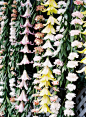 Wall of flowers #鲜花#