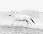 Cardelucci-Mustang-Horse-Guardian-Angel_6812a9a5-6660-43c6-8348-6872abc6b44f.jpg (1200×933)