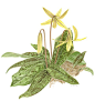 [trout lily 鳟鱼百合]