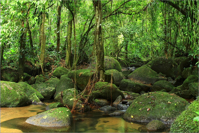 welcometothejunglebyjo00oluisfreitasvalleon500px