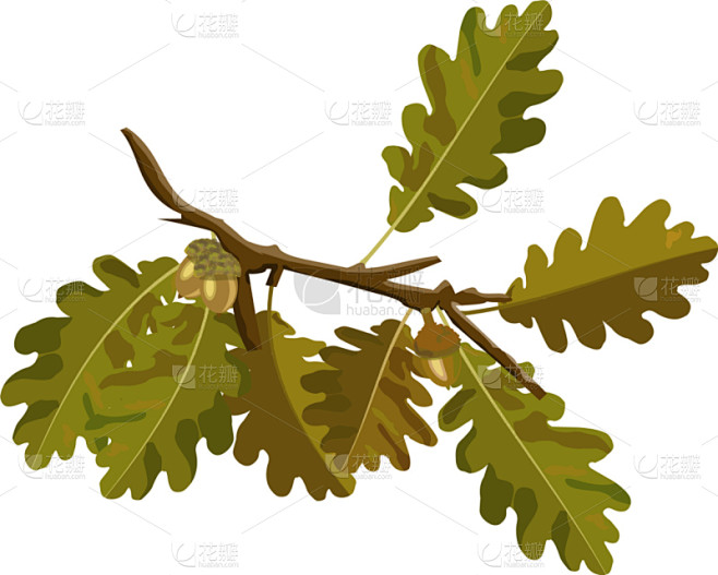 橡树果,秋天,枝,橡树,橡树叶,十月,环境,公园,自然美,植物