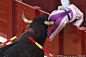 8月22日，西班牙马拉加。图为：在一场惊心动魄的斗牛表演中，斗牛士佩德罗-穆里尔被公牛的牛角顶穿大腿，场面十分惊险。