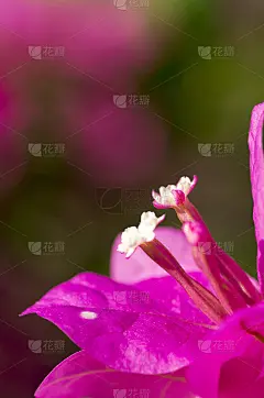 紫色花的白色雌蕊