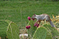  rock squirrel (Otospermophilus variegatus)