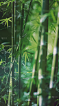植物通用实景竹林特写背景场景图片素材
