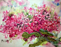 水彩插画  水彩鲜花
