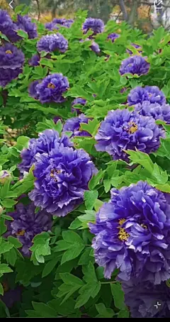 花草集 - 高清图片，堆糖，美图壁纸兴趣社区