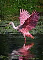 wingedpoetry:

Roseate Wing with Landscape Bokeh by Todd Lawrence Found on 500px.com
