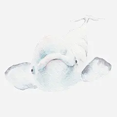 手绘鱼高清素材 小鱼 手绘鱼 海洋 海的元素 鲸鱼 免抠png 设计图片 免费下载