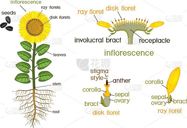部分向日葵植物。有花植物的形态，包括根系、花、种子和标题
