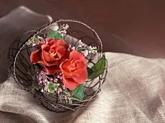 唯美的室内花写真桌面高清壁纸桌面壁纸4