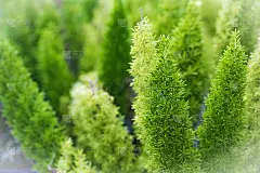 近距离的绿叶上树模糊的散景背景在花园。使用壁纸或背景自然，自然清新。