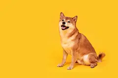 点击来源直接获取大图文件 |Happy shiba inu dog on yellow. Red-haired Japanese dog smile portrait