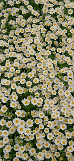 小花 手机壁纸 背景图