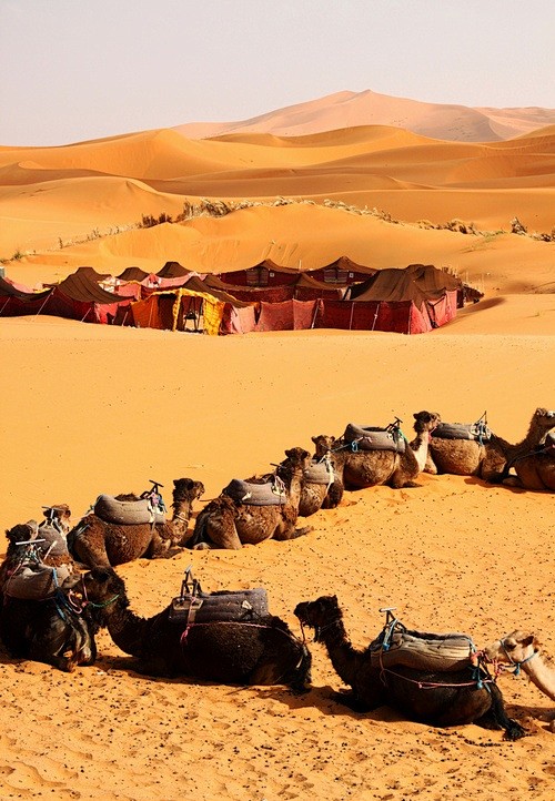 【骆驼商队】摩洛哥撒哈拉大沙漠。