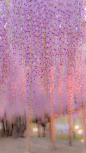 紫藤萝瀑布 ​​​​