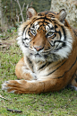 tiger-sumatra-female-one-animal-ce8ec38e67b89cf602668b6e2063beb7