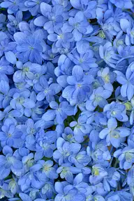 绣球花的特写