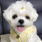 马尔济斯犬k.merryii  ​​​​